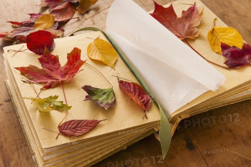Autumn leaves on book, studio shot.