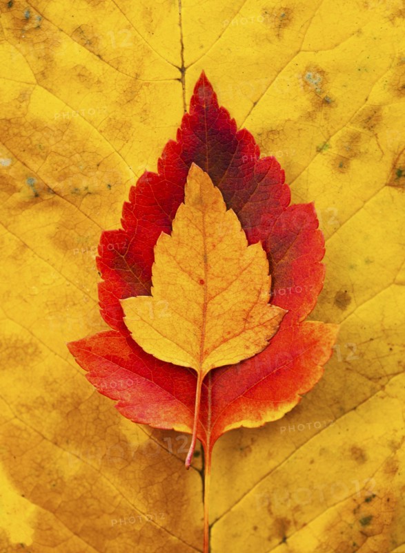 Autumn leaves, studio shot.
