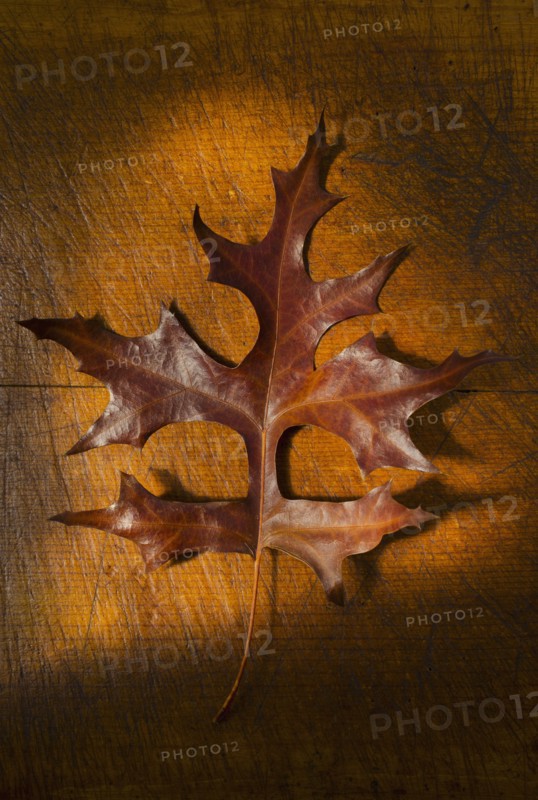 Autumn leaf, studio shot.