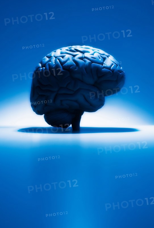 Human brain model, studio shot.