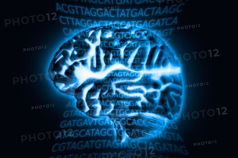 Human brain model with blue glow, studio shot.