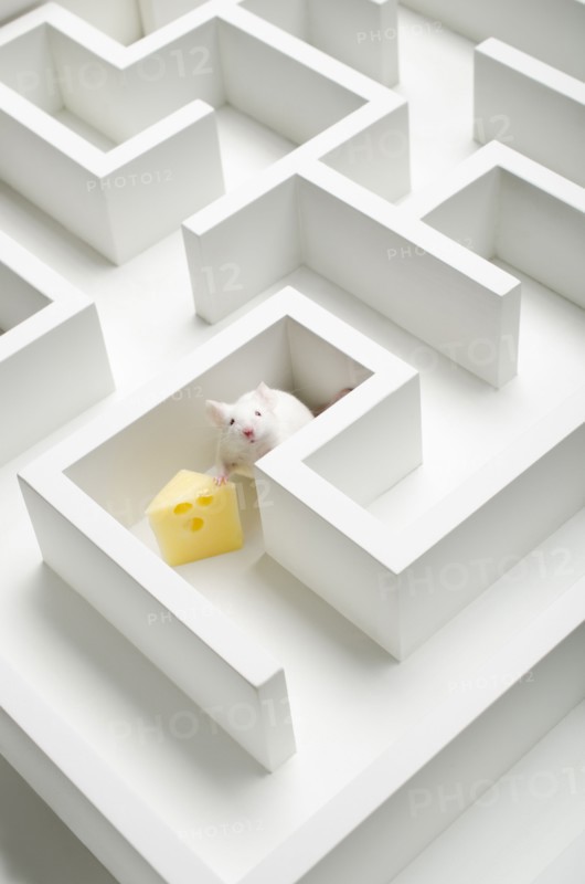 White mouse into labyrinth, studio shot.