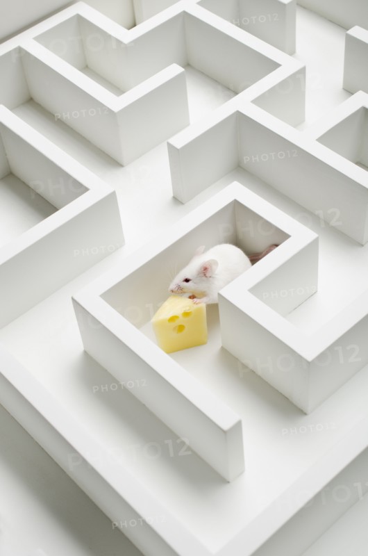 White mouse into labyrinth, studio shot.