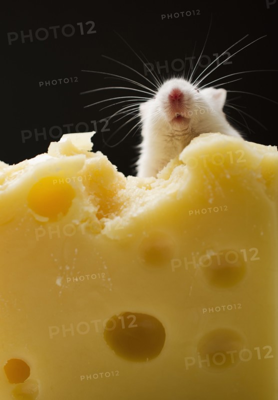 White mouse eating cheese, studio shot.