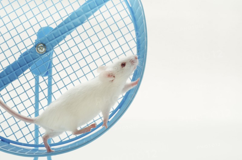 White mouse in exercise wheel, studio shot .
