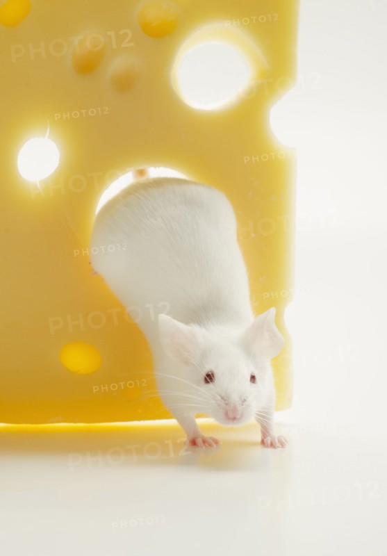 White mouse with cheese, studio shot.