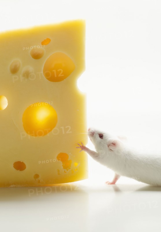 White mouse with cheese, studio shot.
