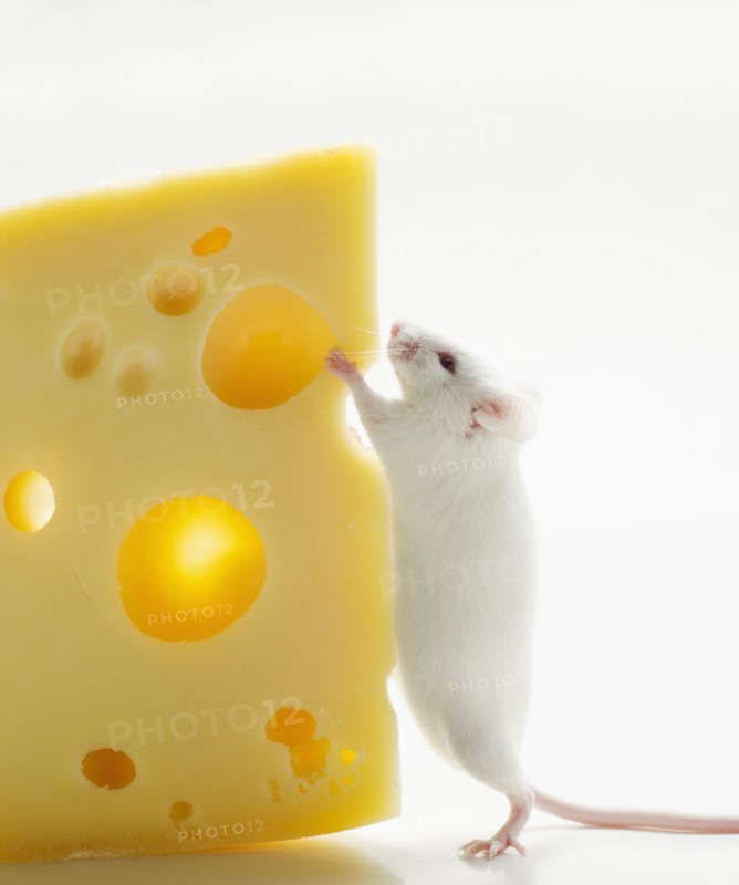 White mouse with cheese, studio shot.