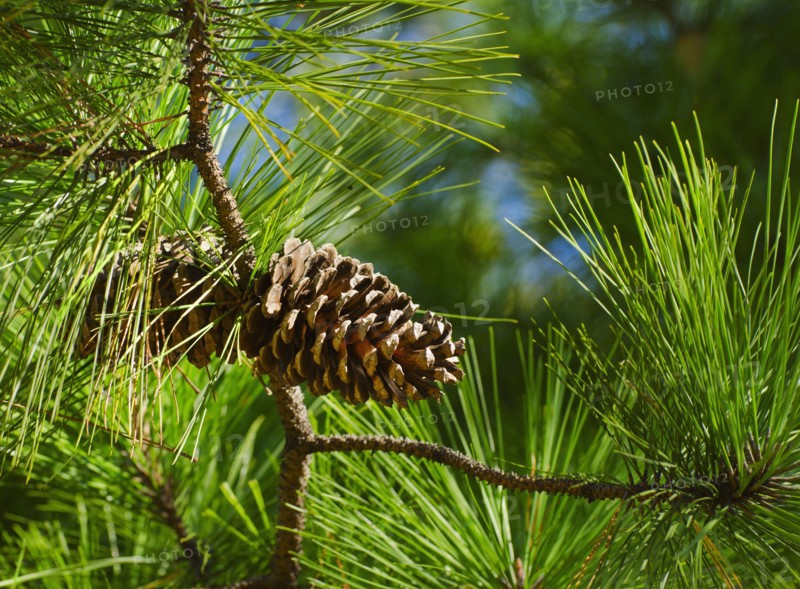 Close-up of pine cone.