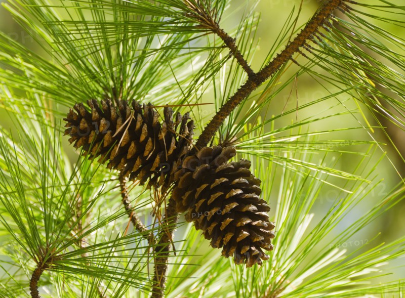 Close-up of pine cones.