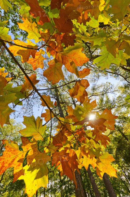 Autumn leaves.