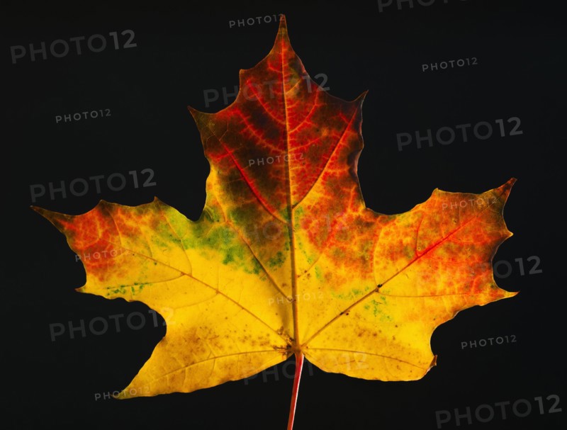 Studio shot of maple leaf.