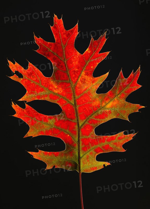 Studio shot of red leaf.