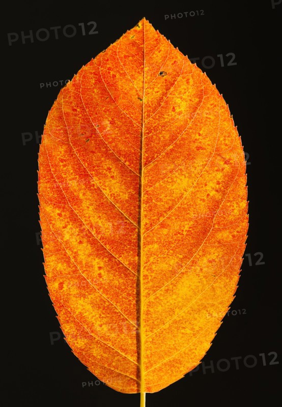 Studio shot of red leaf.
