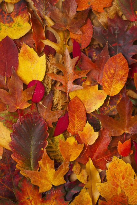 Studio shot of autumn leaves.
