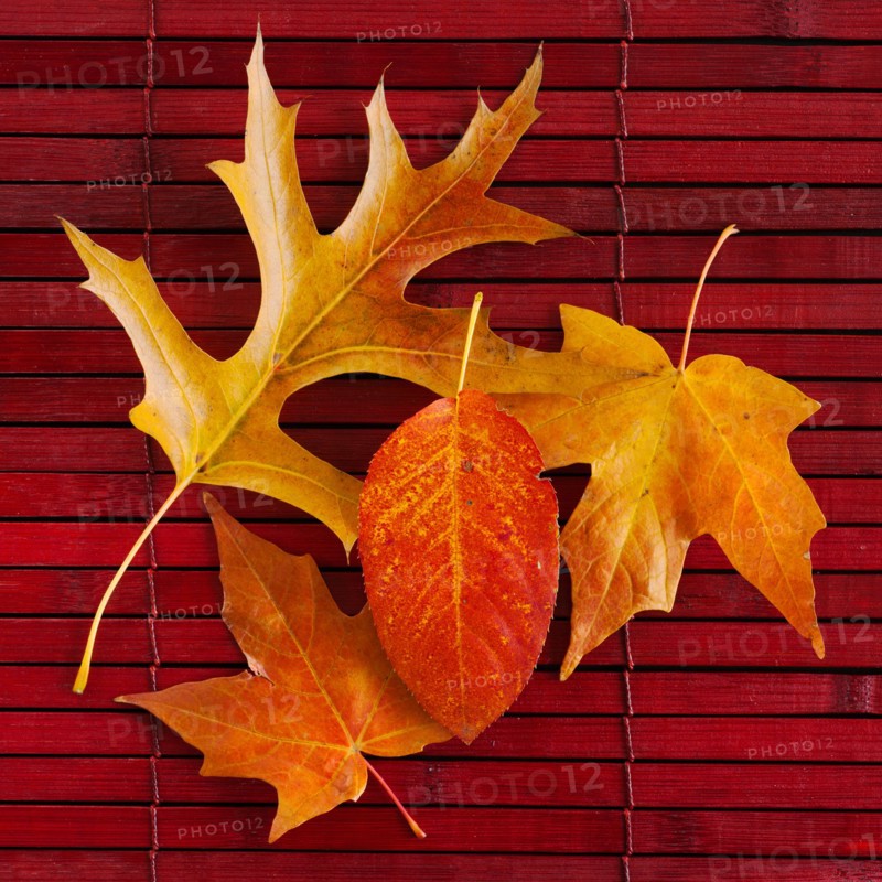 Studio shot of autumn leaves.