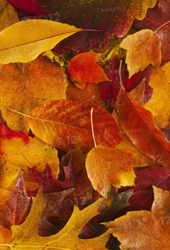Studio shot of autumn leaves.