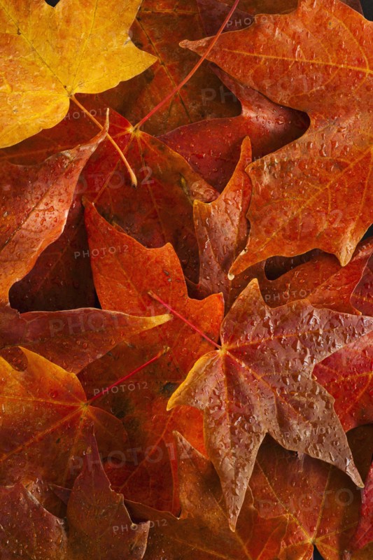 Studio shot of autumn leaves.