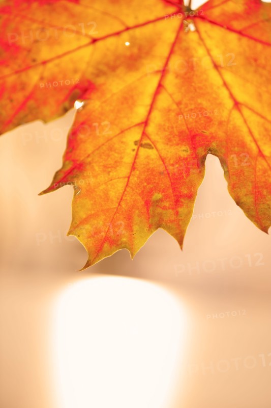 Studio shot of maple leaf.