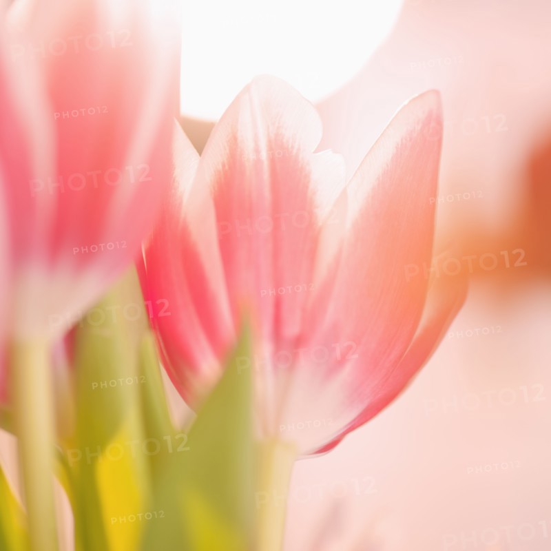 Studio shot of pink tulips.