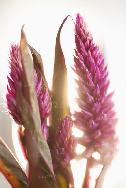 Studio shot of purple Eremurus.