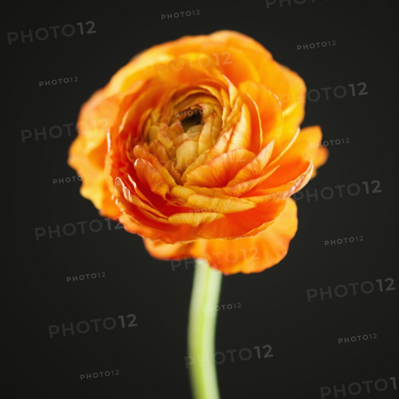 Studio shot of orange Ranunculus.