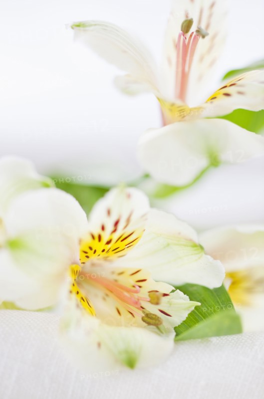 Studio shot of white Alstroe Meria.