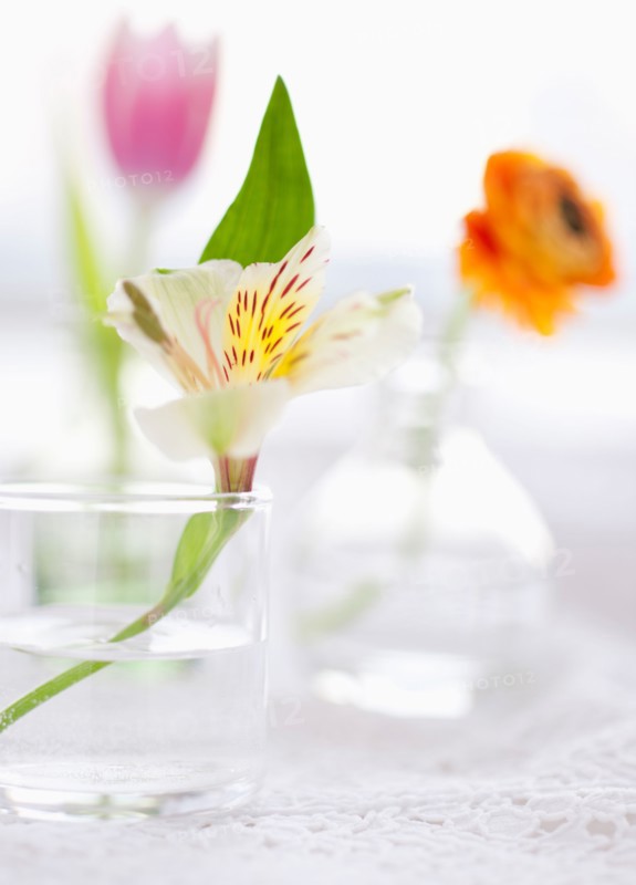 Still life with fresh flowers in vases.