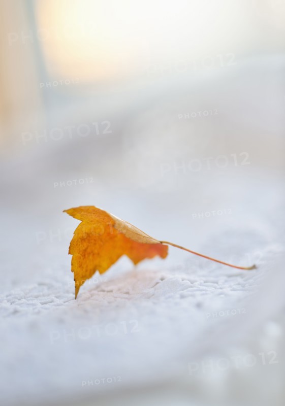 Studio shot of orange leaf.