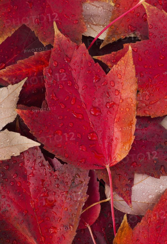 Red fall leaves with water drops.