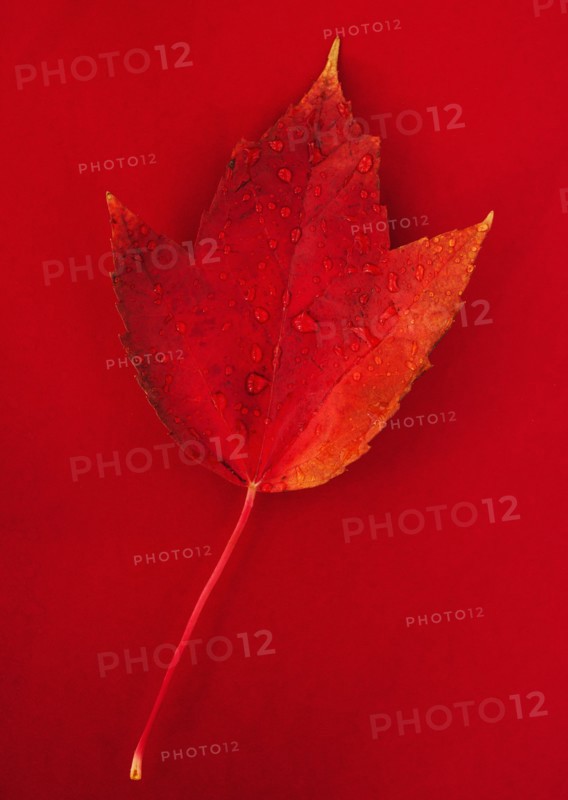 Studio shot of red fall leaf with water drops.