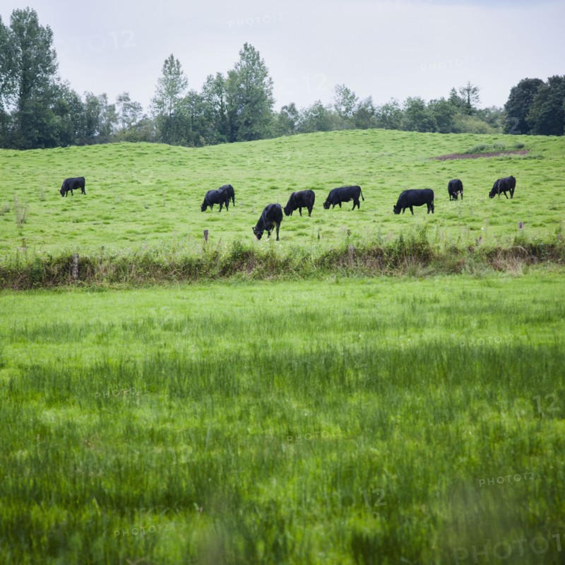 Ireland, County Westmeath, Cows in field. Photo : Jamie Grill