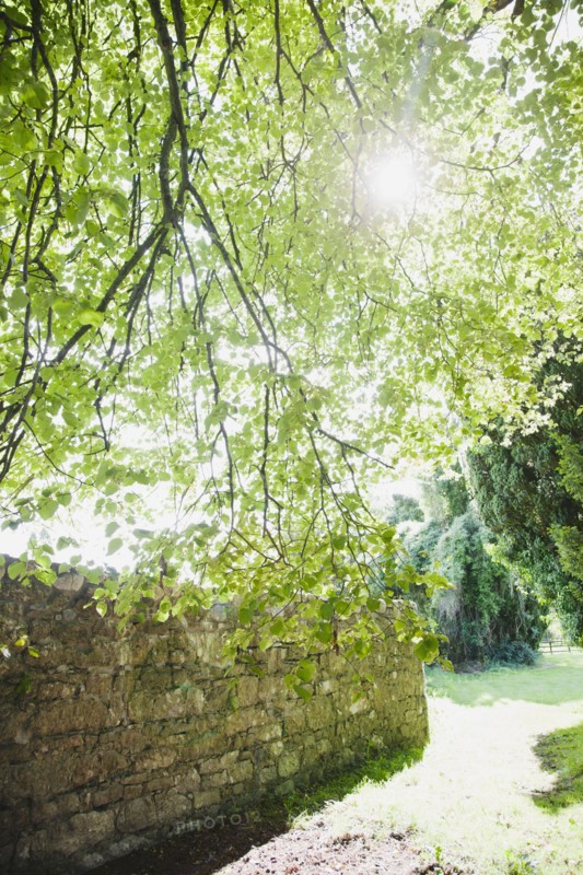 Ireland, County Westmeath, Sun shining through tree branch. Photo: Jamie Grill