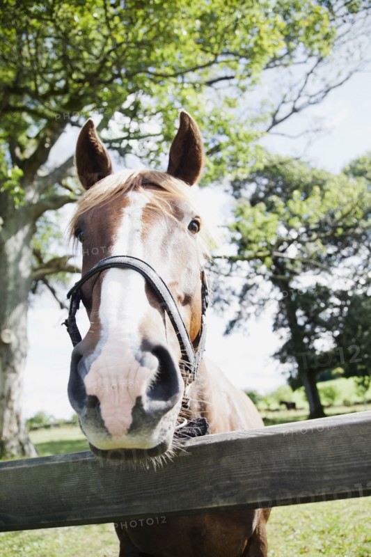 Close-up of horse in farm. Photo : Jamie Grill