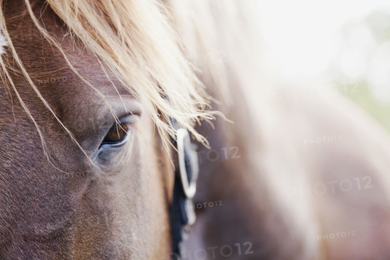Close-up of horse. Photo: Jamie Grill