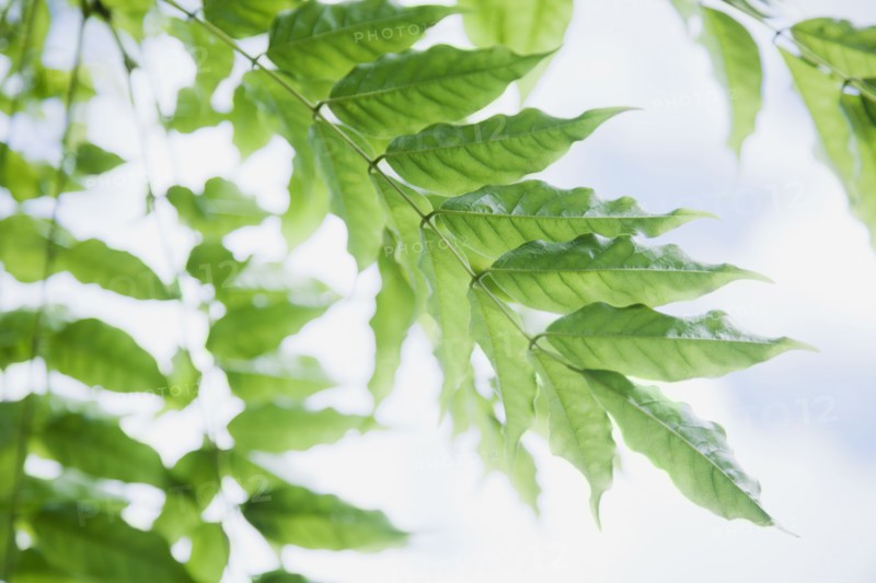 Close up of vine leaf. Photo : Jamie Grill