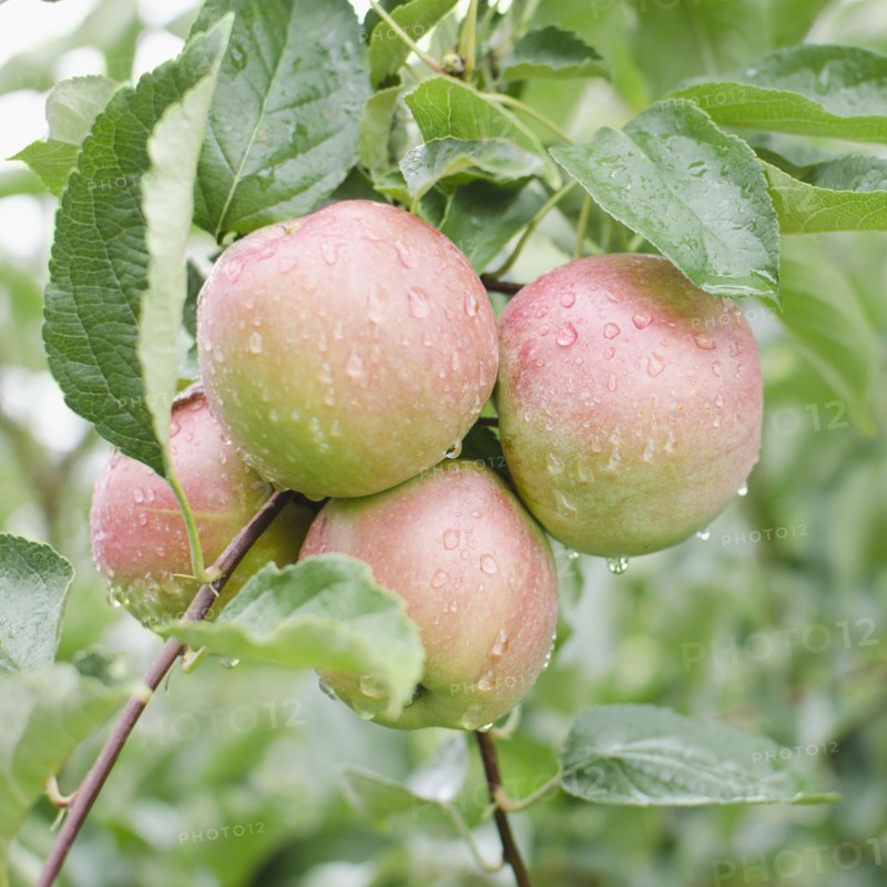 Close up of apples on branch. Photo: Jamie Grill