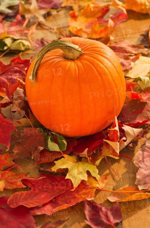 Halloween pumpkin. Photo : Daniel Grill