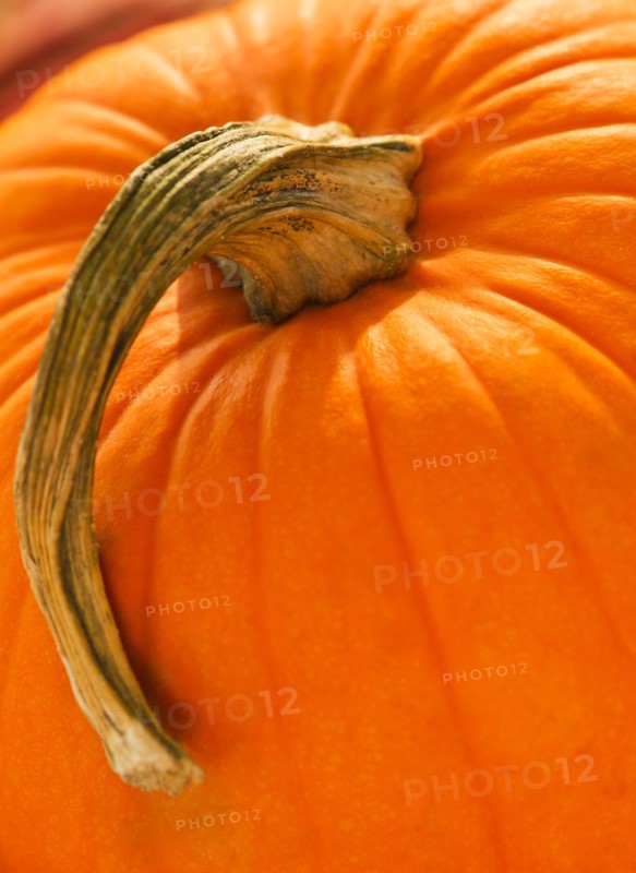 Halloween pumpkin. Photo : Daniel Grill