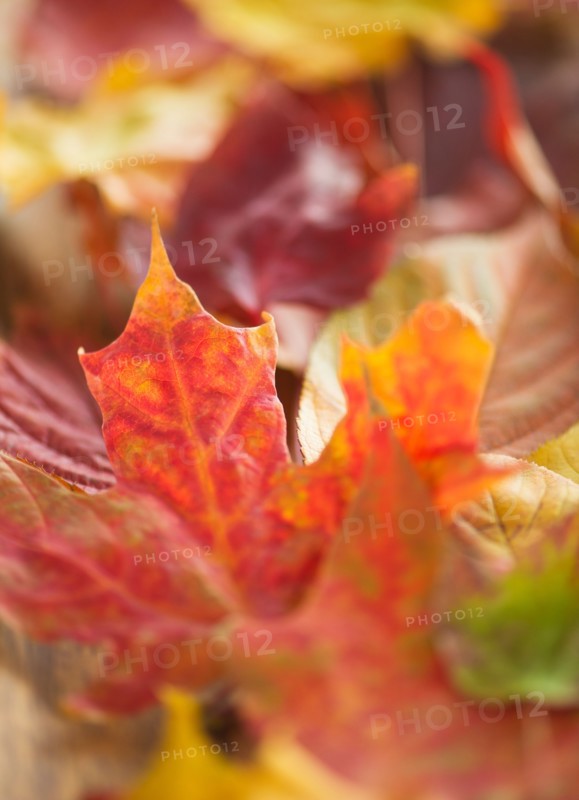 Colorful autumn leaves. Photo: Daniel Grill