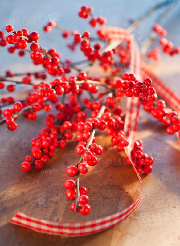 Winter berry branch. Photo: Daniel Grill