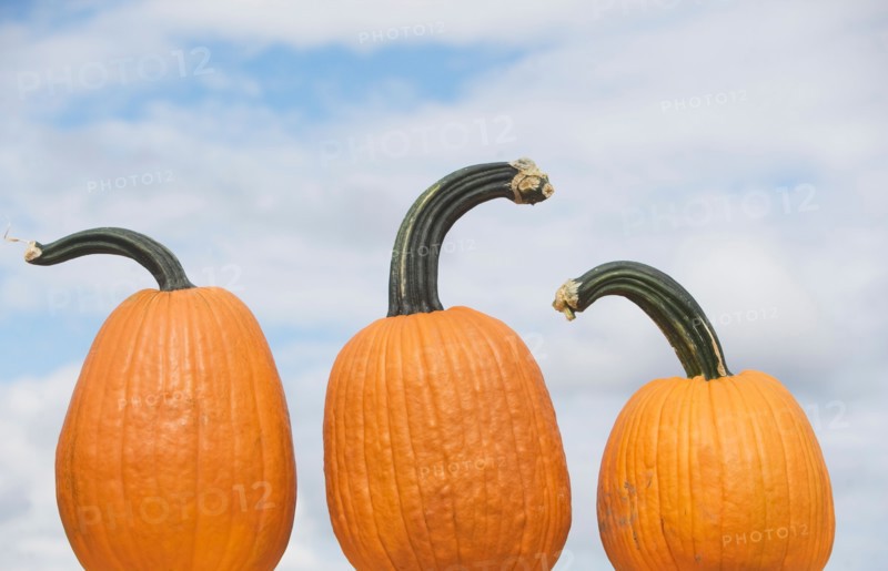 Three pumpkins. Photo : fotog