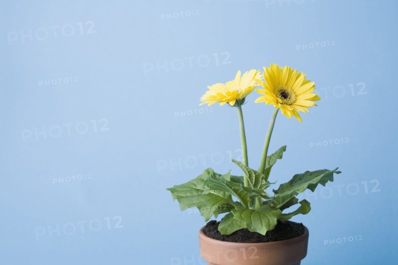 Yellow flowers on blue background. Photo : Kristin Lee