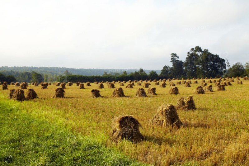 USA, New York State, Field with haystacks. Photo: John Kelly