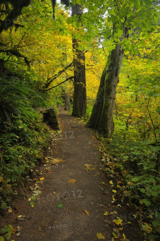 USA, Oregon, Multnomah County, Path in forest. Photo: Gary Weathers