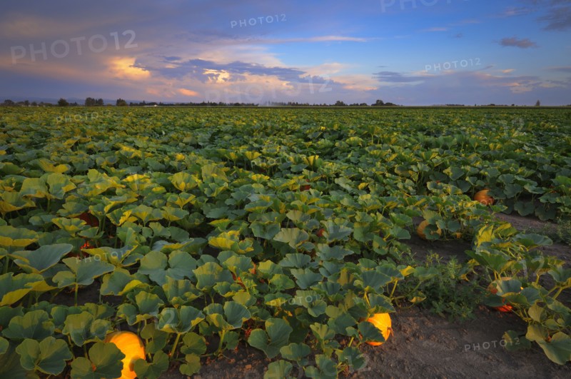USA, Oregon, Marion County, Pumpkin Patch. Photo: Gary Weathers