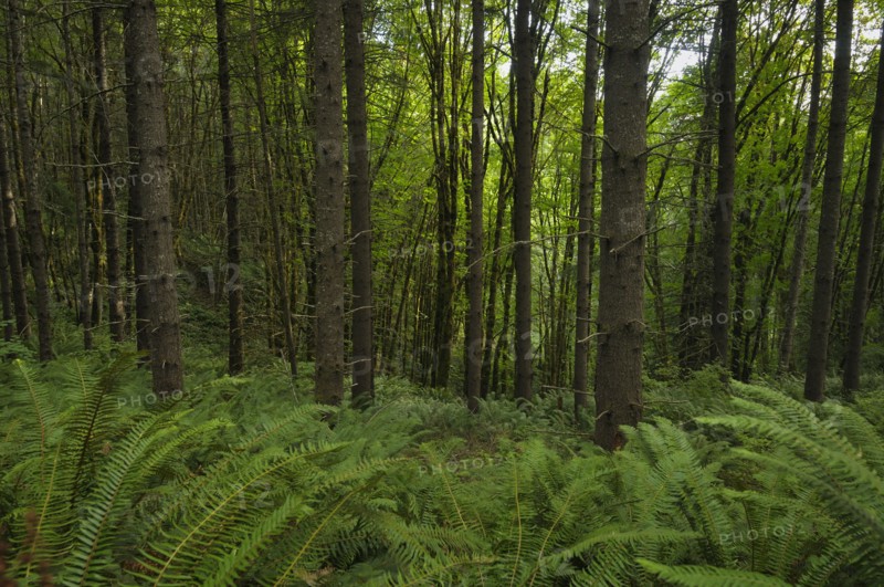 USA, Oregon, Columbia County, Forest with ferns. Photo : Gary Weathers