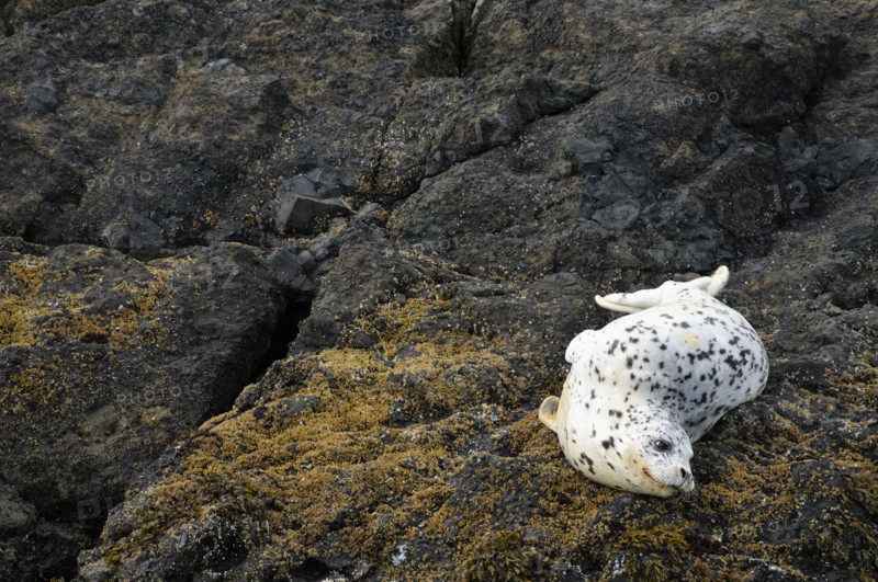 USA, Oregon, Lincoln County, Seal on rock. Photo: Gary Weathers