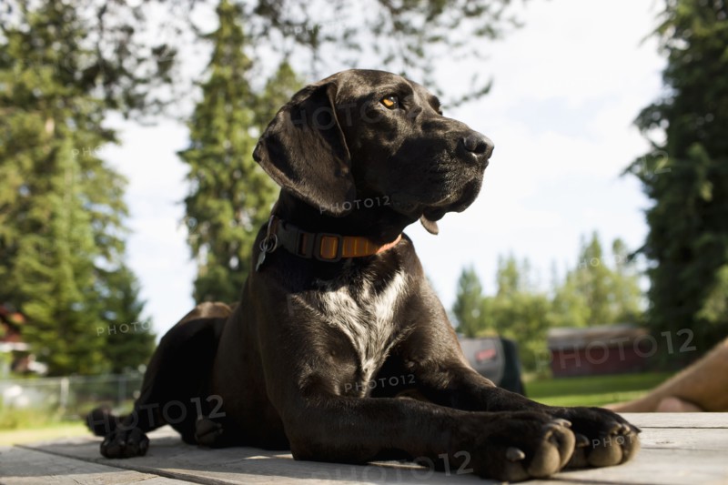 Black dog in backyard. Photo: Noah Clayton