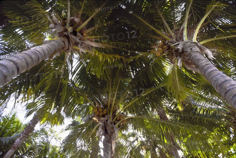 Coconut palm trees. Photo : DKAR Images